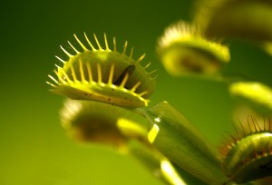 Venus Flytrap 