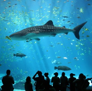 Male_whale_shark_at_Georgia_Aquarium